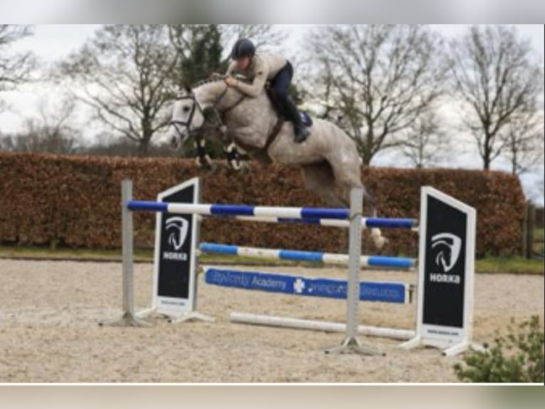KWPN Giumenta 10 Anni 172 cm Grigio in Langenselbold