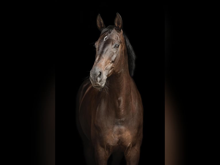 KWPN Giumenta 10 Anni 172 cm Morello in Ratingen