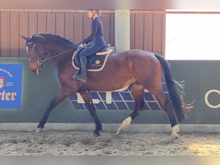 KWPN Giumenta 10 Anni 173 cm Baio in Sch