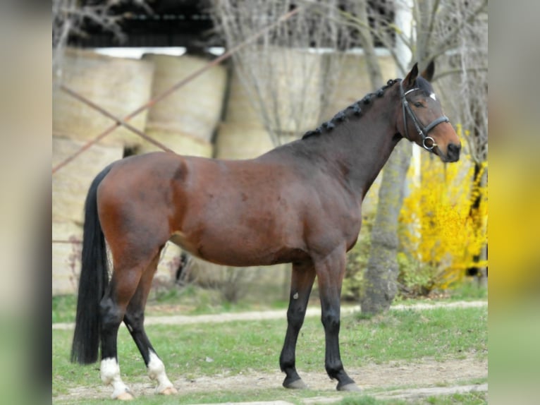 KWPN Giumenta 10 Anni 173 cm Baio in Sch