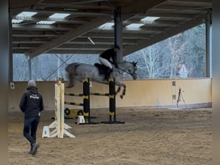 KWPN Giumenta 10 Anni 173 cm Grigio pezzato in Neuenburg am Rhein