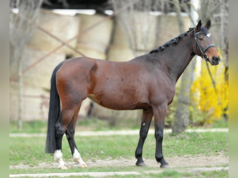 KWPN Giumenta 10 Anni 174 cm Baio in Schattendorf