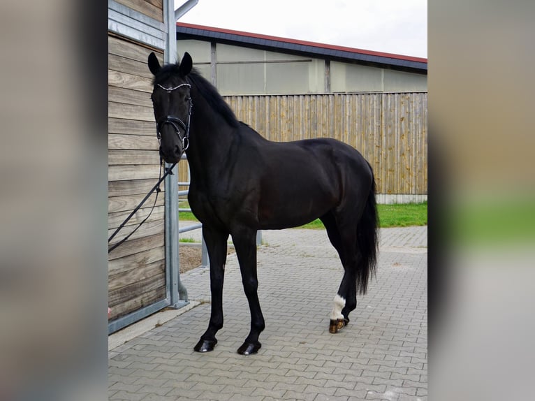 KWPN Giumenta 10 Anni 174 cm Morello in Leipzig