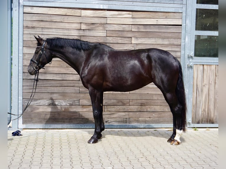 KWPN Giumenta 10 Anni 174 cm Morello in Leipzig