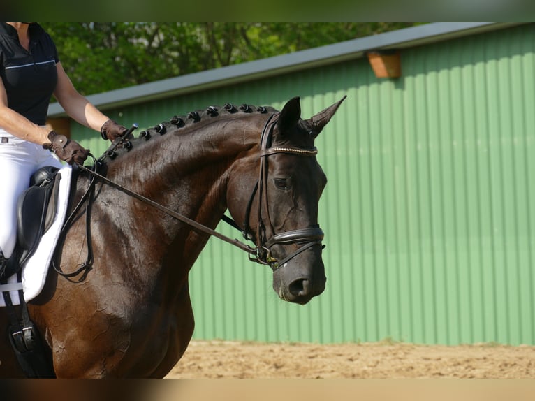 KWPN Giumenta 10 Anni 175 cm Morello in Ganschow