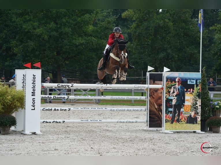 KWPN Giumenta 10 Anni Baio chiaro in Osnabrück