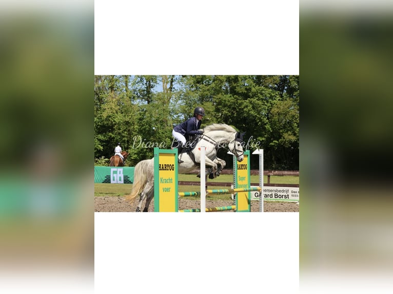 KWPN Giumenta 11 Anni 156 cm Grigio in Julianadorp