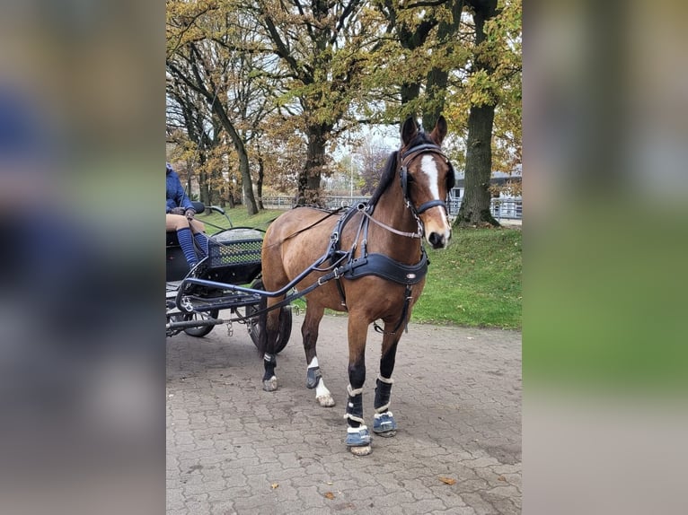 KWPN Giumenta 11 Anni 160 cm Baio scuro in Negernbötel