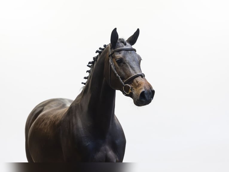 KWPN Giumenta 11 Anni 160 cm  in Waddinxveen