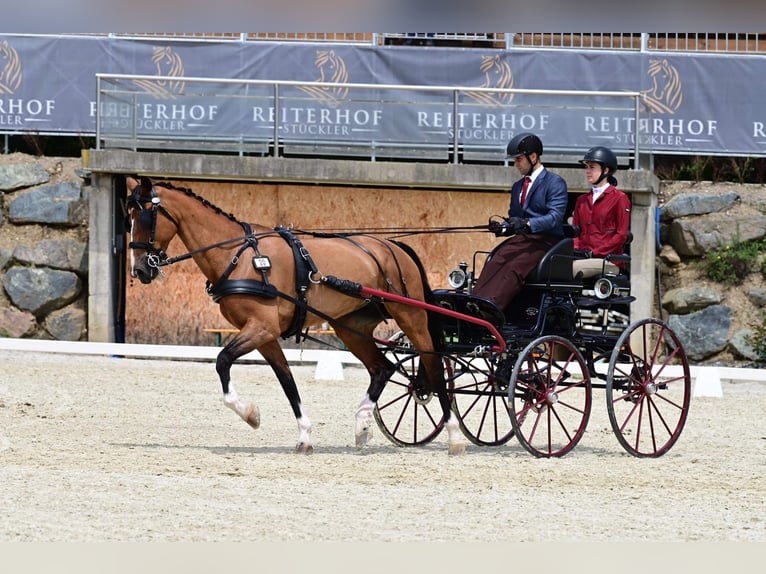 KWPN Giumenta 11 Anni 163 cm Baio in Nagykáta