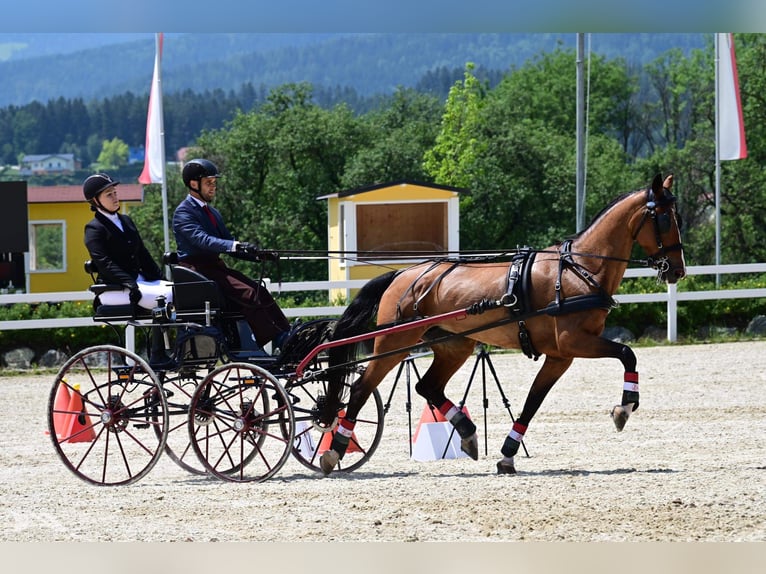 KWPN Giumenta 11 Anni 163 cm Baio in Nagykáta