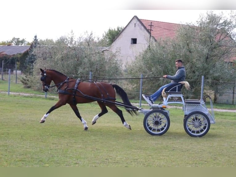 KWPN Giumenta 11 Anni 163 cm Baio in Nagykáta