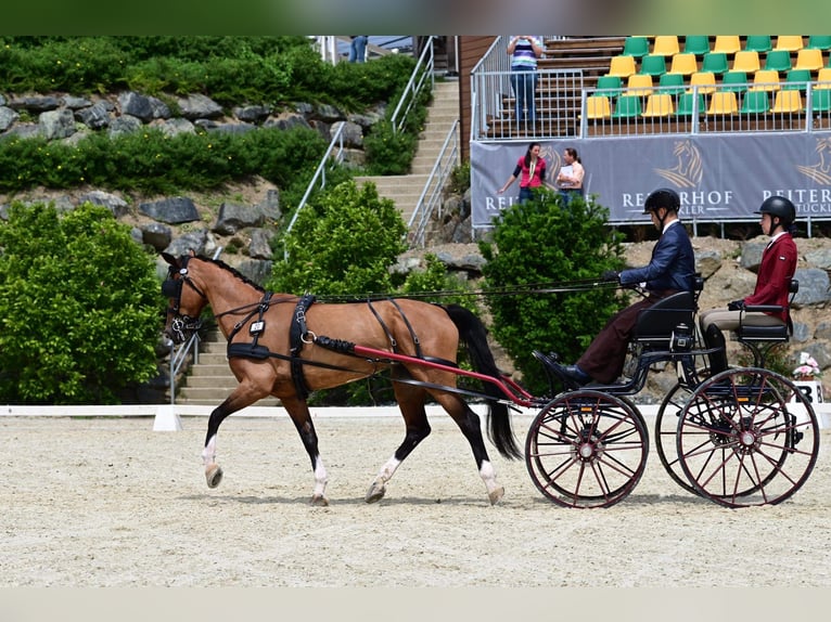 KWPN Giumenta 11 Anni 163 cm Baio in Nagykáta