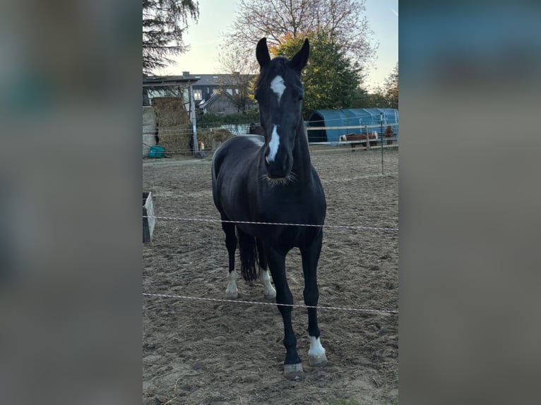 KWPN Giumenta 11 Anni 163 cm Morello in Aachen