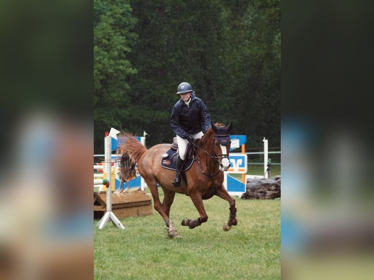 KWPN Giumenta 11 Anni 163 cm Sauro in Husum