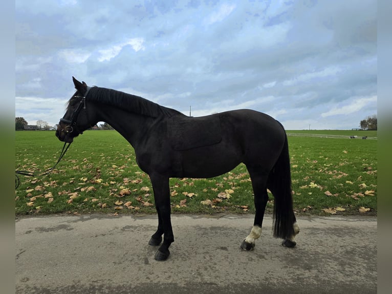 KWPN Giumenta 11 Anni 164 cm Baio nero in Leichlingen