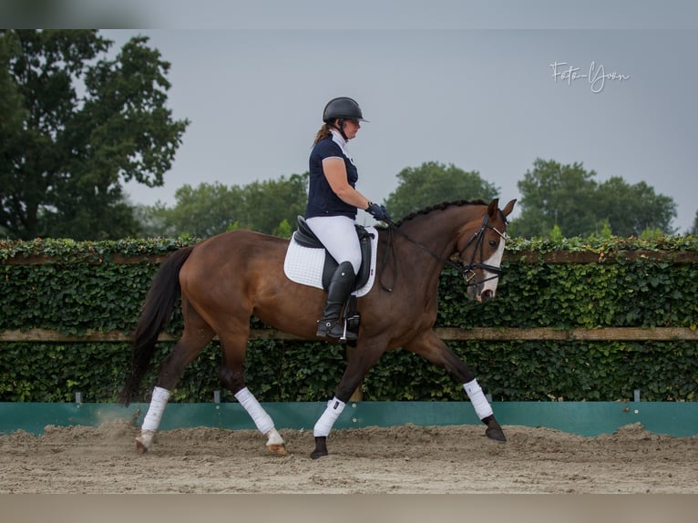 KWPN Giumenta 11 Anni 164 cm Baio scuro in Sint-Oedenrode