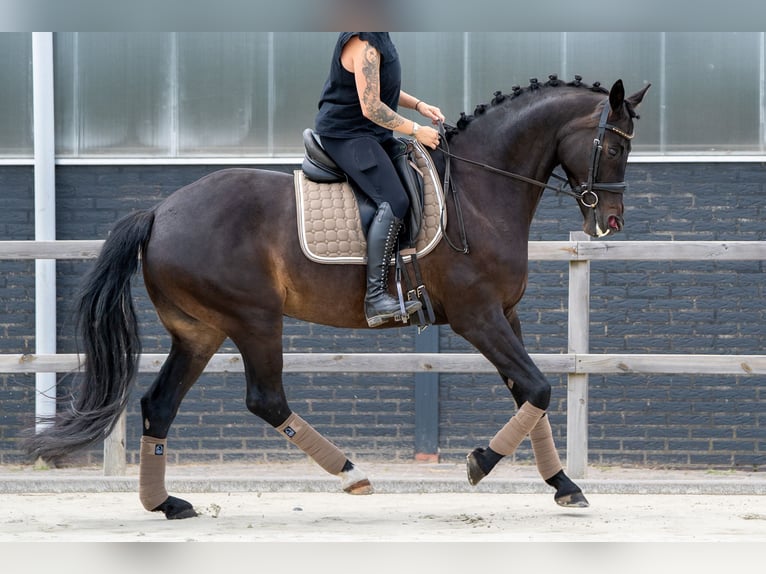 KWPN Giumenta 11 Anni 164 cm  in Nettetal