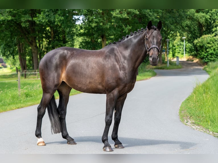 KWPN Giumenta 11 Anni 164 cm  in Nettetal