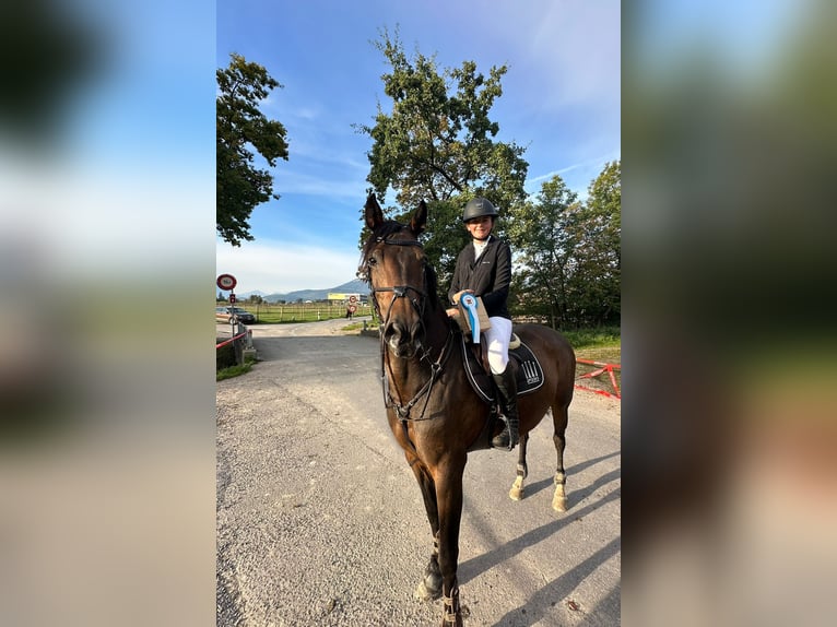 KWPN Giumenta 11 Anni 164 cm in Chur