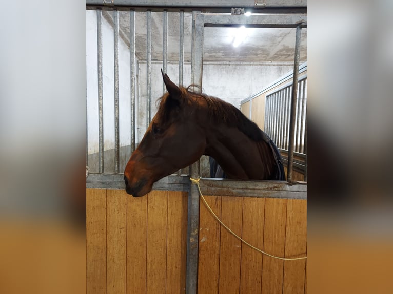 KWPN Giumenta 11 Anni 165 cm Baio in St-Imier