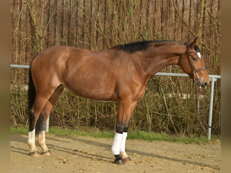 KWPN Giumenta 11 Anni 165 cm Baio in Geilenkirchen