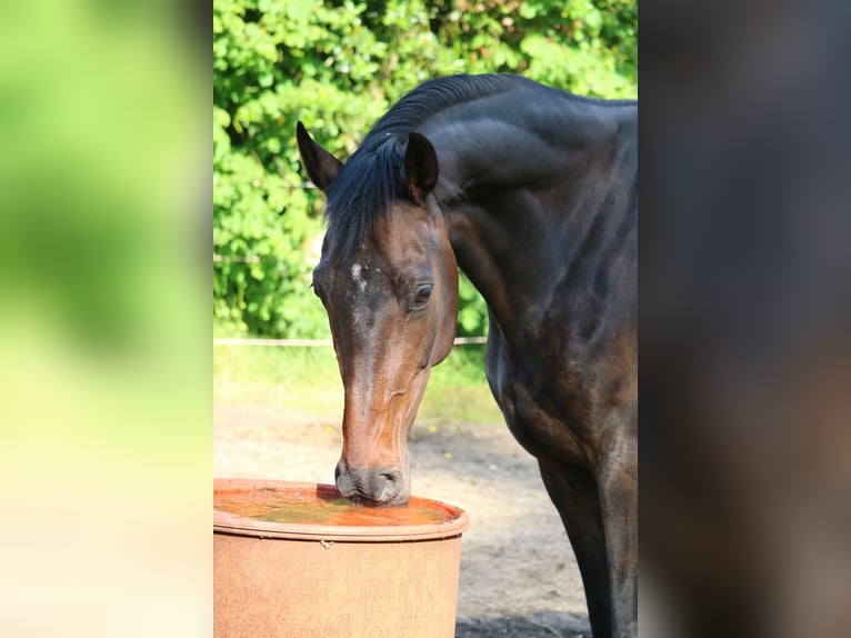 KWPN Giumenta 11 Anni 165 cm Baio scuro in Glandorf