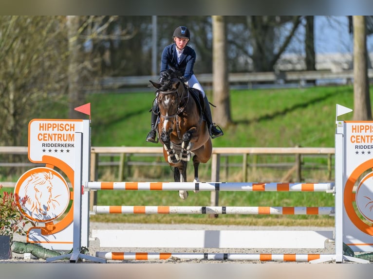 KWPN Giumenta 11 Anni 165 cm in Delft