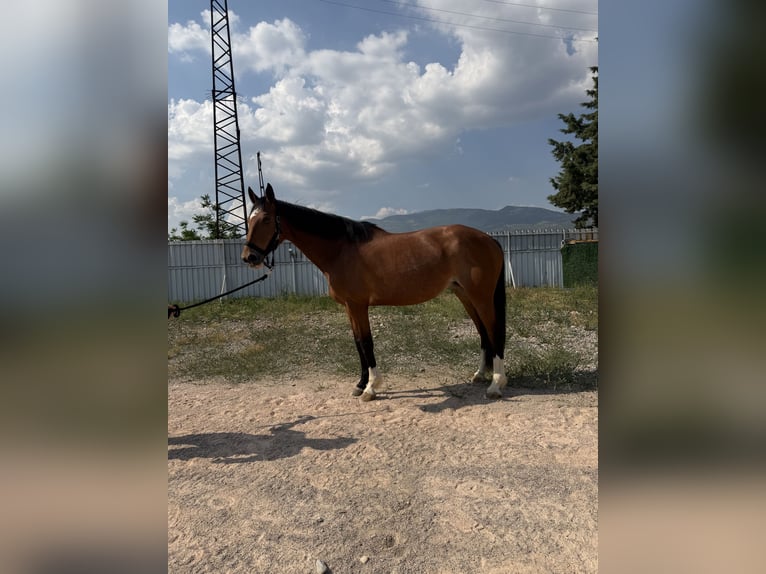 KWPN Giumenta 11 Anni 166 cm Baio in İzmir / kemalpaşa