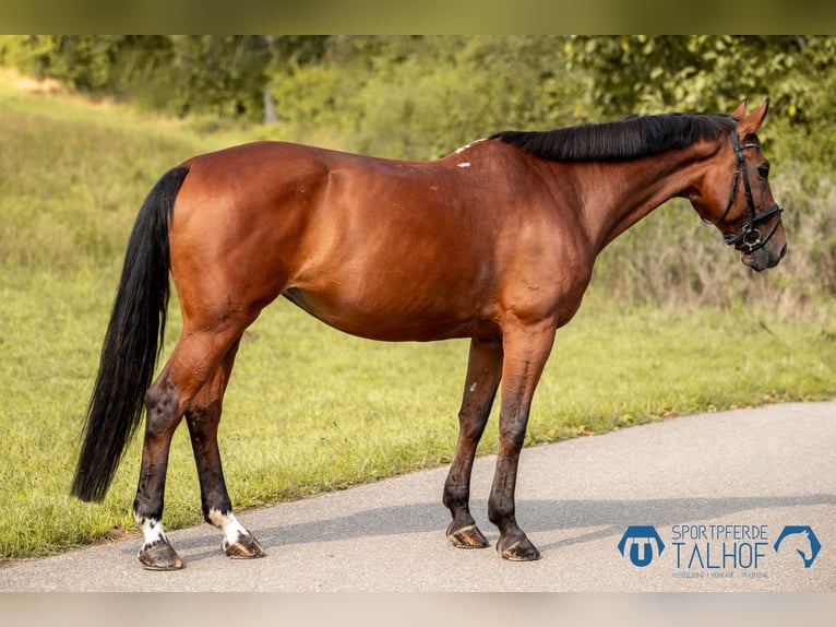 KWPN Giumenta 11 Anni 167 cm Baio in Korntal-Münchingen