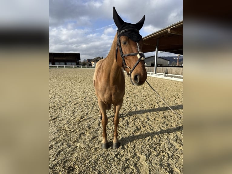KWPN Giumenta 11 Anni 167 cm Sauro in Altstätten SG 2