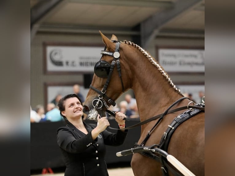 KWPN Giumenta 11 Anni 167 cm Sauro scuro in Pleternica