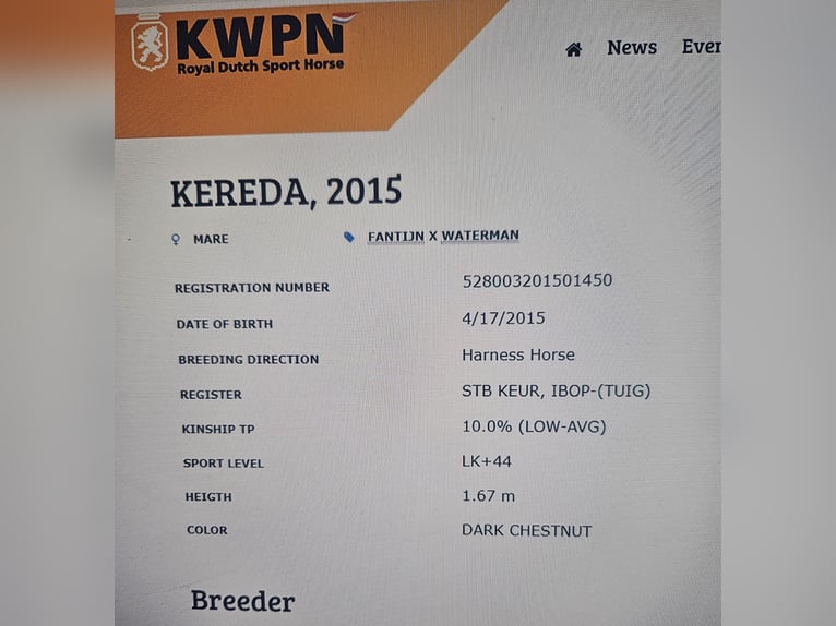 KWPN Giumenta 11 Anni 167 cm Sauro scuro in Pleternica