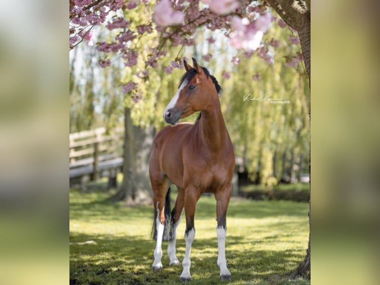 KWPN Giumenta 11 Anni 168 cm Baio in Hoofddorp