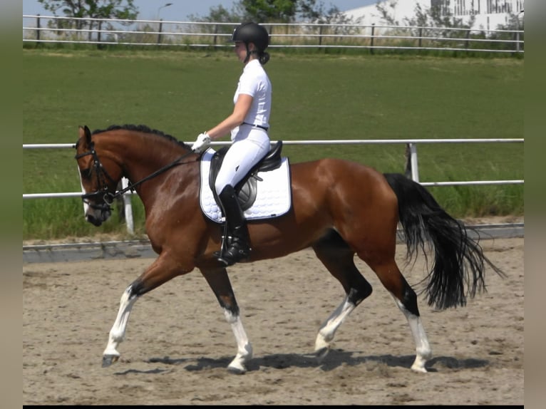KWPN Giumenta 11 Anni 168 cm Baio in Hoofddorp