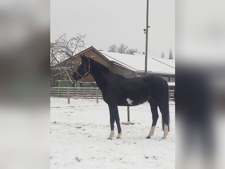 KWPN Giumenta 11 Anni 168 cm Baio nero in Neuler