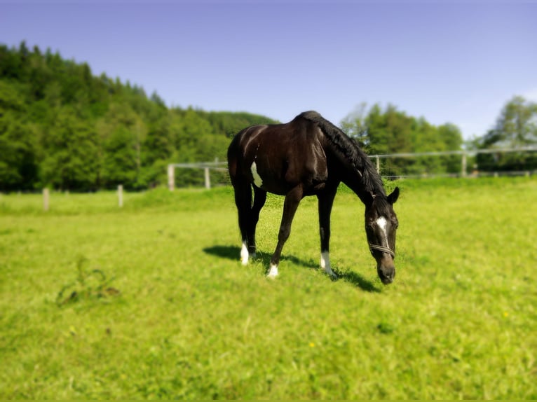 KWPN Giumenta 11 Anni 168 cm Baio nero in Neuler