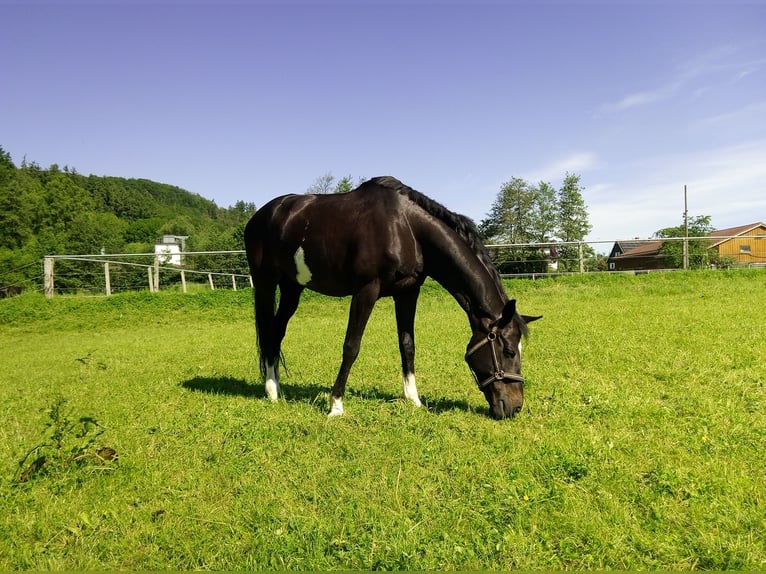 KWPN Giumenta 11 Anni 168 cm Baio nero in Neuler