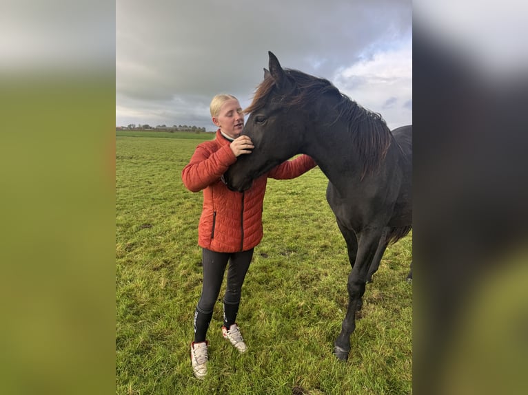KWPN Giumenta 11 Anni 169 cm Baio ciliegia in Otterlo