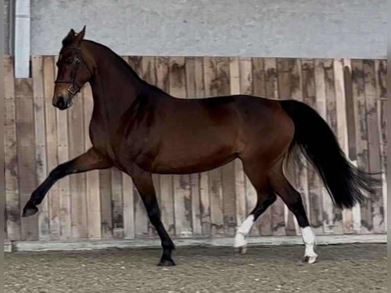 KWPN Giumenta 11 Anni 170 cm Baio in Ursel