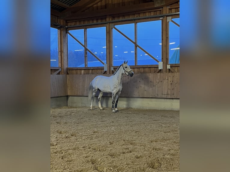 KWPN Giumenta 11 Anni 170 cm Grigio in Walldorf
