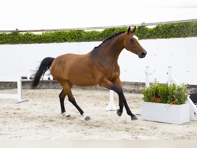 KWPN Giumenta 11 Anni 171 cm Baio in Waddinxveen