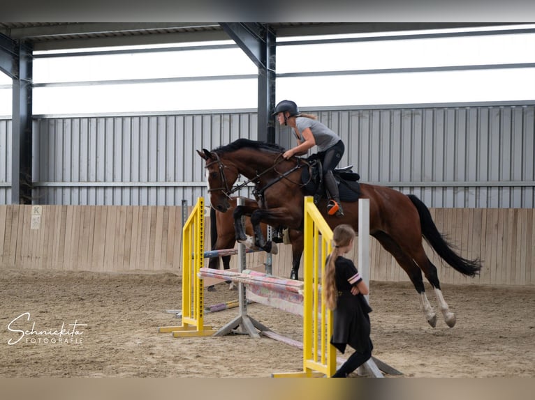 KWPN Giumenta 11 Anni 172 cm Baio in G&#xF6;tzendorf an der Leitha
