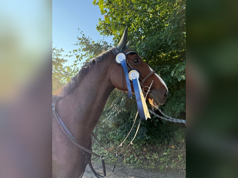 KWPN Giumenta 11 Anni 172 cm Baio in G&#xF6;tzendorf an der Leitha