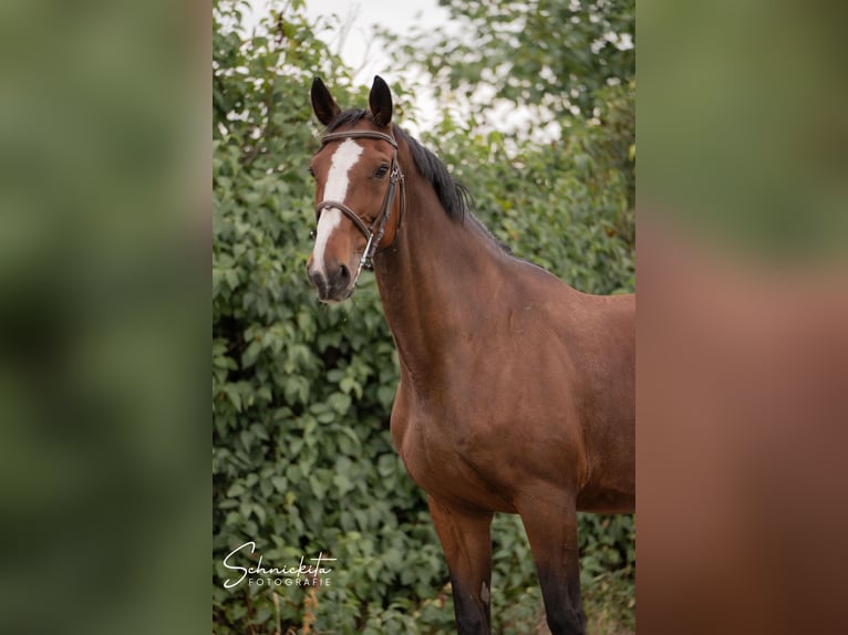 KWPN Giumenta 11 Anni 172 cm Baio in G&#xF6;tzendorf an der Leitha