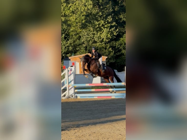 KWPN Giumenta 11 Anni 172 cm Baio in G&#xF6;tzendorf an der Leitha