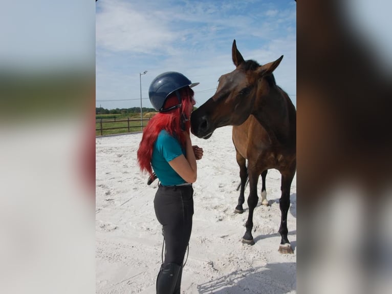 KWPN Giumenta 11 Anni 172 cm Baio scuro in Onze-Lieve-Vrouw-Waver
