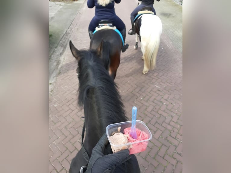 KWPN Giumenta 11 Anni 172 cm Baio scuro in Onze-Lieve-Vrouw-Waver