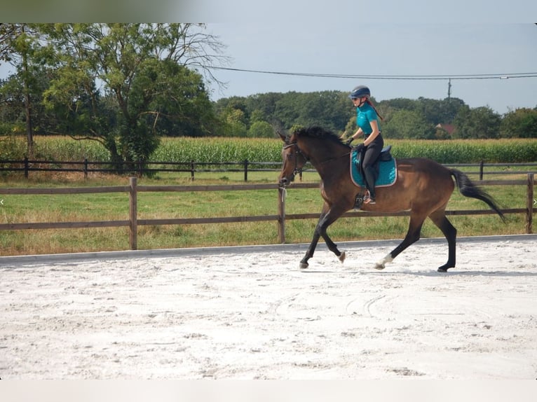 KWPN Giumenta 11 Anni 172 cm Baio scuro in Onze-Lieve-Vrouw-Waver