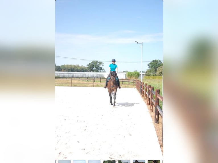KWPN Giumenta 11 Anni 172 cm Baio scuro in Onze-Lieve-Vrouw-Waver